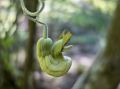 Dutchman's pipe.<br />Botanical Garden.<br />March 26, 2015 - Tilden Park, Contra Costa County, California.