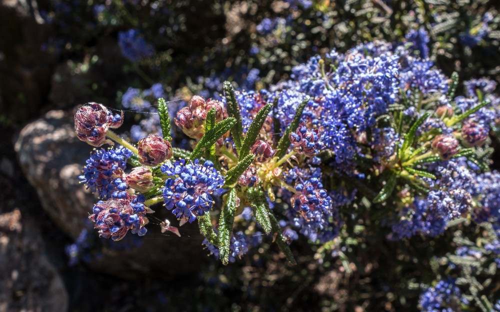 Botanical Garden.<br />March 26, 2015 - Tilden Park, Contra Costa County, California.