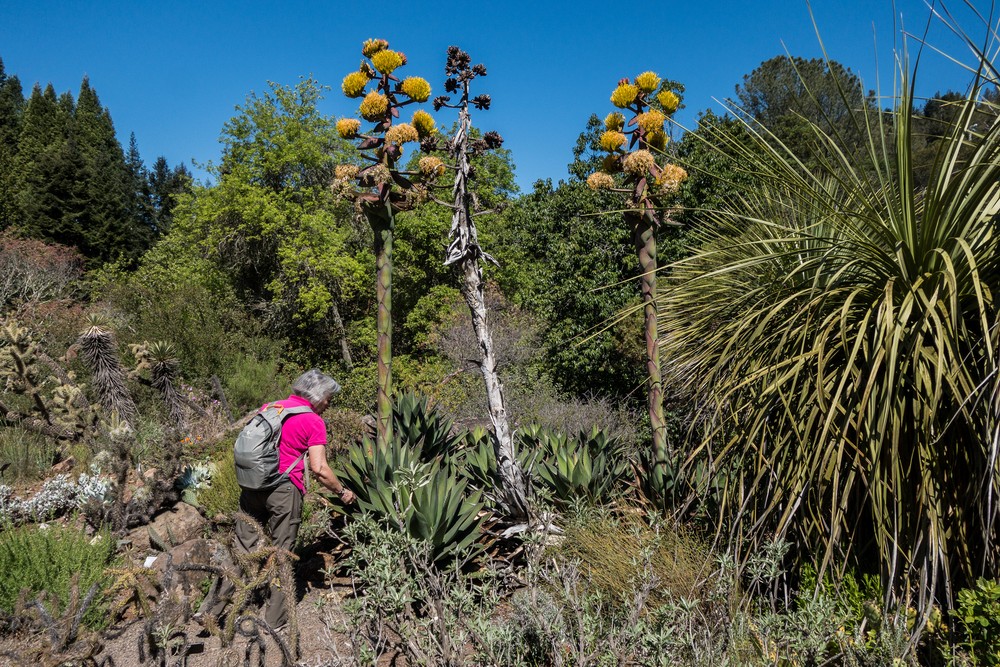 Joyce among flowering agaves.<br />Botanical Garden.<br />March 26, 2015 - Tilden Park, Contra Costa County, California.