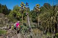 Joyce among flowering agaves.<br />Botanical Garden.<br />March 26, 2015 - Tilden Park, Contra Costa County, California.