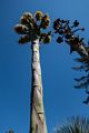 Flowering agave.<br />Botanical Garden.<br />March 26, 2015 - Tilden Park, Contra Costa County, California.