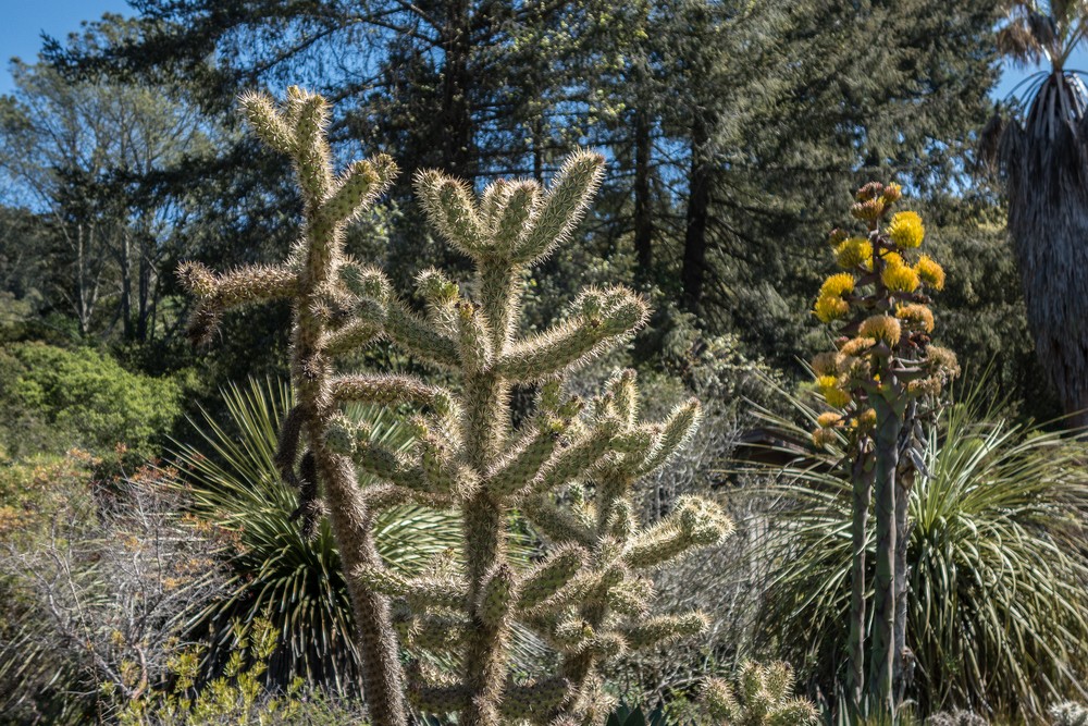 Botanical Garden.<br />March 26, 2015 - Tilden Park, Contra Costa County, California.