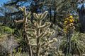 Botanical Garden.<br />March 26, 2015 - Tilden Park, Contra Costa County, California.