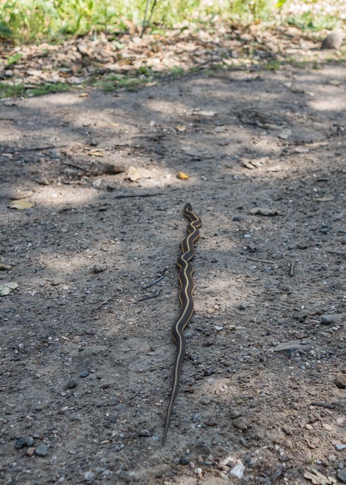 Snake.<br />March 26, 2015 - Tilden Park, Contra Costa County, California.