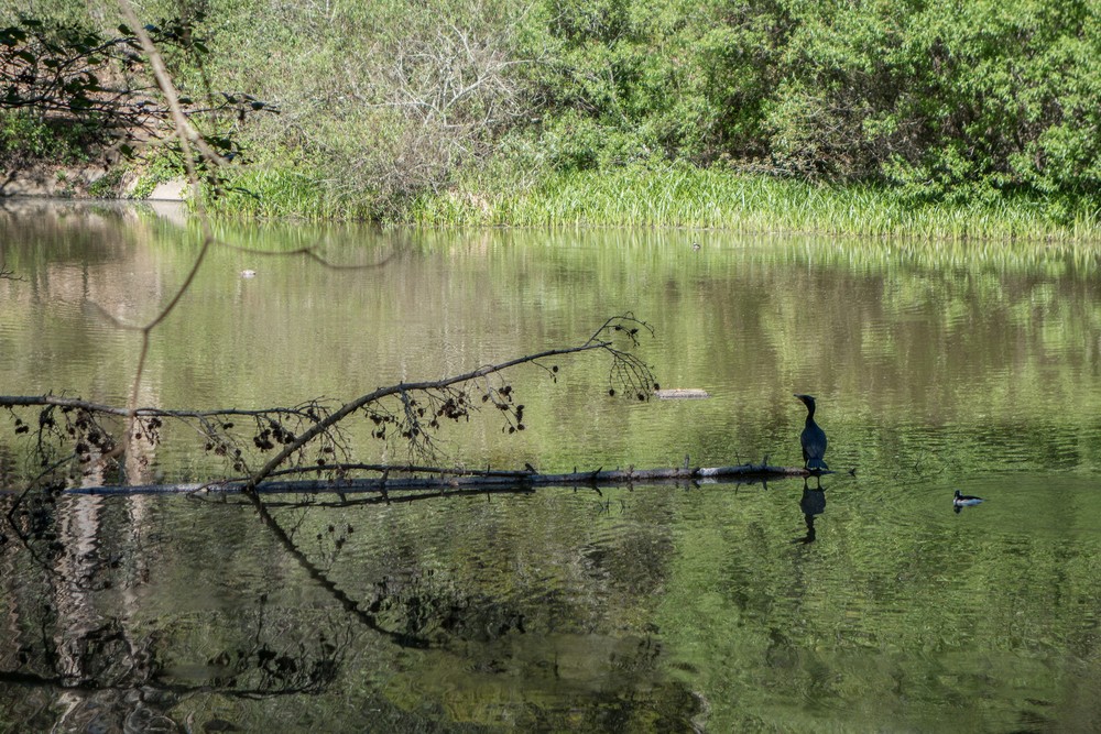 Cormorant and duck on Jewel Lake.<br />March 26, 2015 - Tilden Park, Contra Costa County, California.