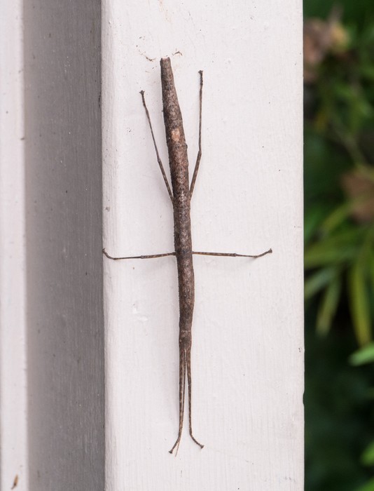 A walking stick insect on the garden gate.<br />March 27, 2015 - At Tina and Dave's in El Cerrito, California.