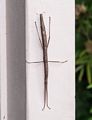 A walking stick insect on the garden gate.<br />March 27, 2015 - At Tina and Dave's in El Cerrito, California.