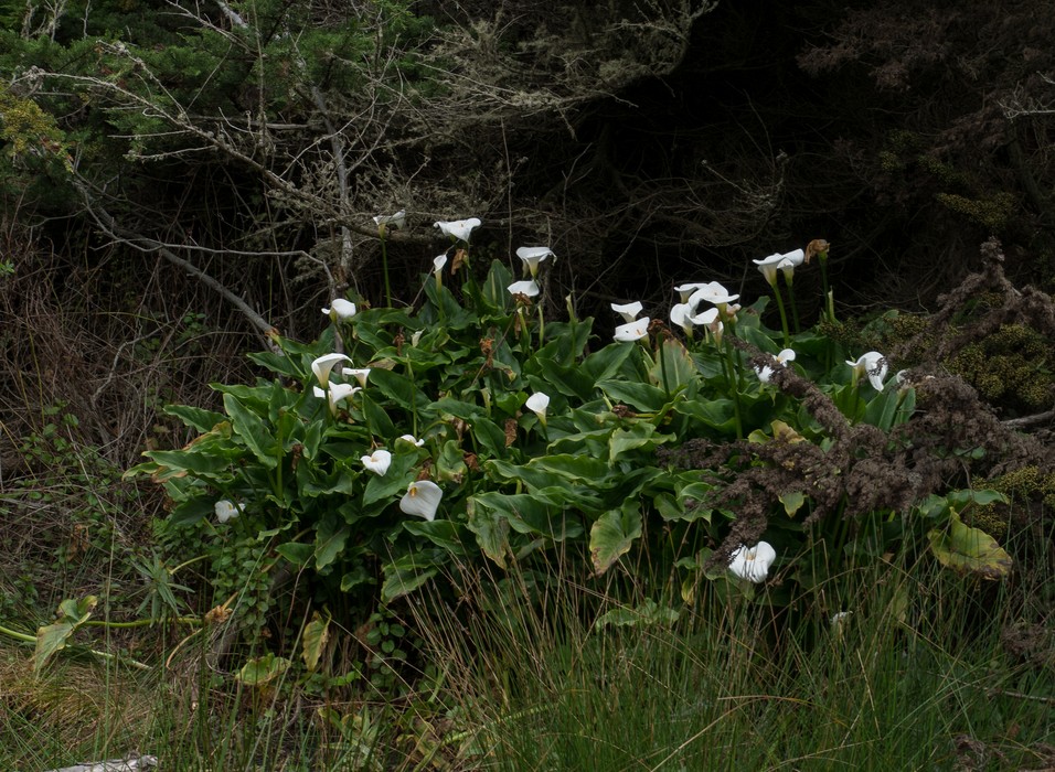 Apparently wild growing calla lilies.<br />March 27, 2015 - Lands End, San Francisco, California.