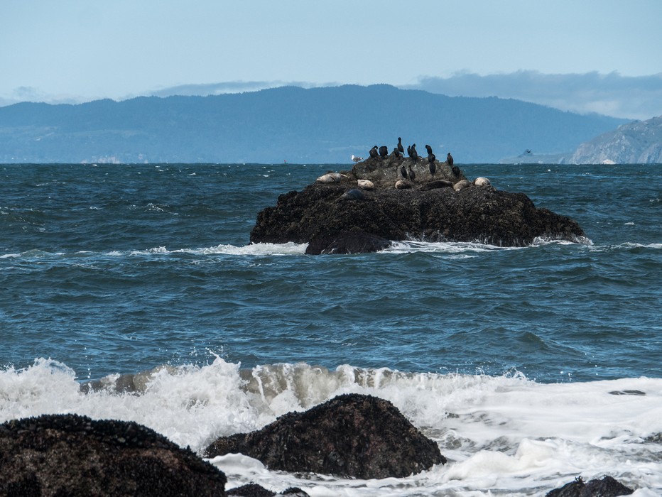 Seals and cormorants.<br />March 27. 2015 - Lands End, San Francisco, California.