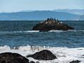 Seals and cormorants.<br />March 27. 2015 - Lands End, San Francisco, California.