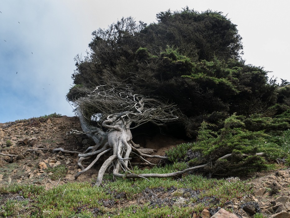 March 27. 2015 - Lands End, San Francisco, California.