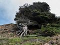 March 27. 2015 - Lands End, San Francisco, California.