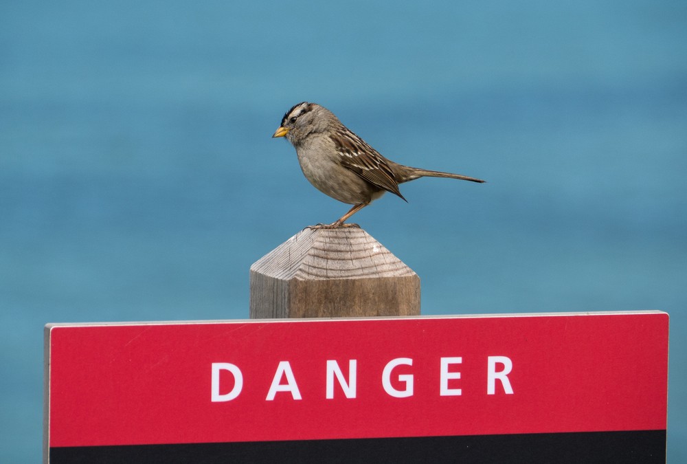 A white-crowned sparrow?<br />March 27. 2015 - Lands End, San Francisco, California.