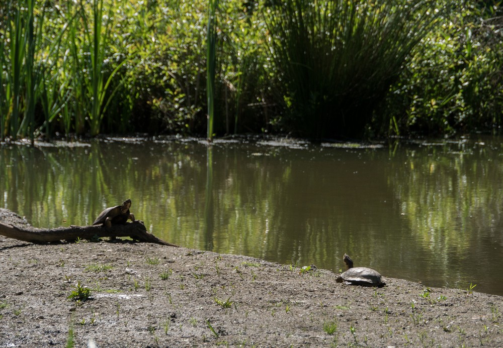 Turtles at Jewel Lake.<br />March 26, 2015 - Tilden Park, Contra Costa County, California.