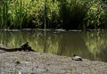 Turtles at Jewel Lake.<br />March 26, 2015 - Tilden Park, Contra Costa County, California.