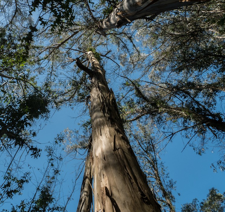 Eucalyptus trees.<br />March 26, 2015 - Tilden Park, Contra Costa County, California.