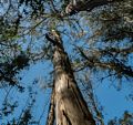 Eucalyptus trees.<br />March 26, 2015 - Tilden Park, Contra Costa County, California.