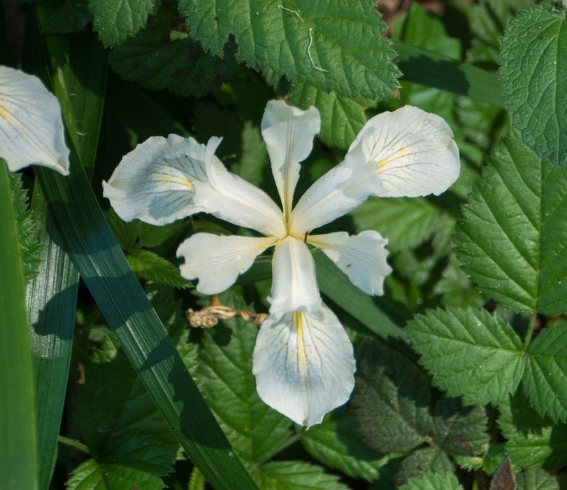 A white iris.<br />March 26, 2015 - Tilden Park, Contra Costa County, California.