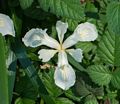 A white iris.<br />March 26, 2015 - Tilden Park, Contra Costa County, California.
