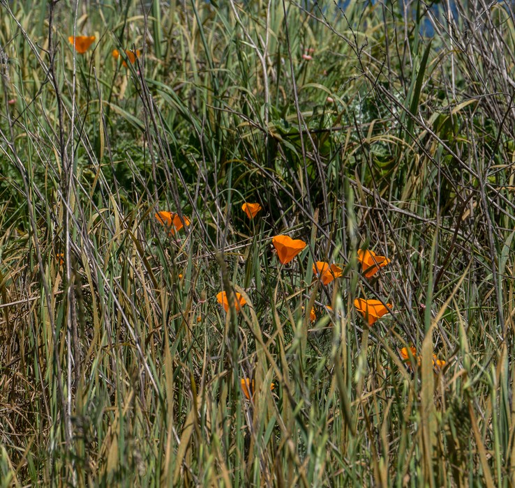 California poppies.<br />March 26, 2015 - Tilden Park, Contra Costa County, California.