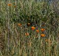 California poppies.<br />March 26, 2015 - Tilden Park, Contra Costa County, California.