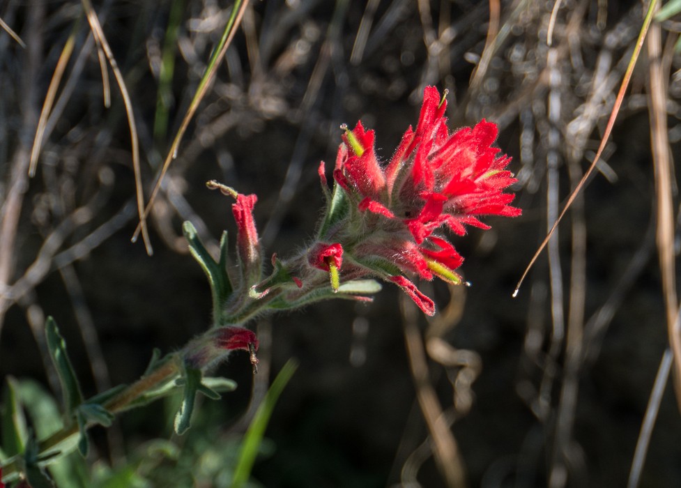 March 26, 2015 - Tilden Park, Contra Costa County, California.