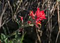 March 26, 2015 - Tilden Park, Contra Costa County, California.