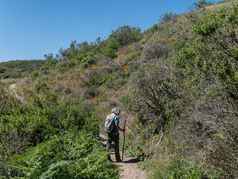 Joyce on Wildcat Peak Trail.<br />March 26, 2015 - Tilden Park, Contra Costa County, California.