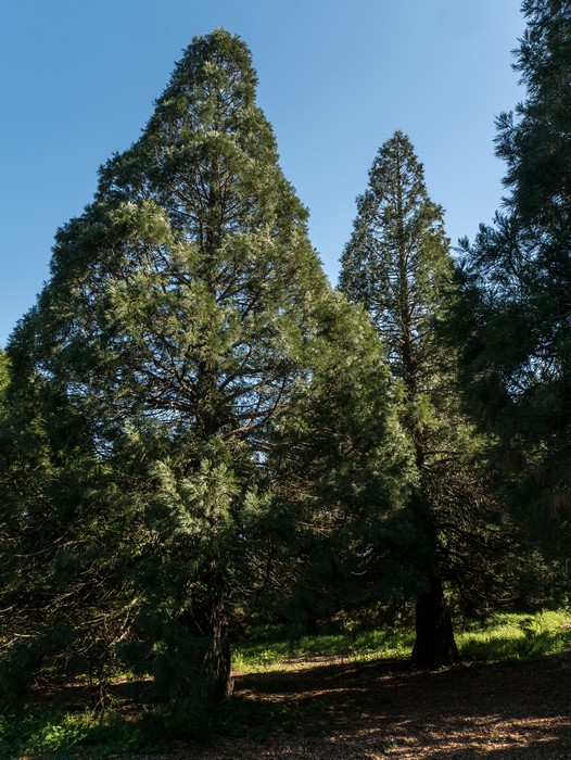 In the Peace Grove.<br />March 26, 2015 - Tilden Park, Contra Costa County, California.
