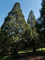 In the Peace Grove.<br />March 26, 2015 - Tilden Park, Contra Costa County, California.