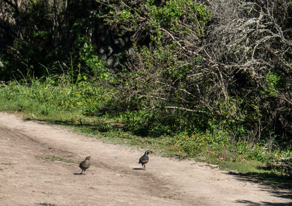 Quale on way down Wildcat Peak.<br />March 26, 2015 - Tilden Park, Contra Costa County, California.