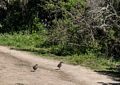 Quale on way down Wildcat Peak.<br />March 26, 2015 - Tilden Park, Contra Costa County, California.