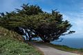 Wind shaped trees.<br />March 30, 2015 - Lighthouse area of Point Reyes, California.
