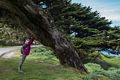 Joyce holding up a tree against the wind.<br />March 30, 2015 - Lighthouse area of Point Reyes, California.