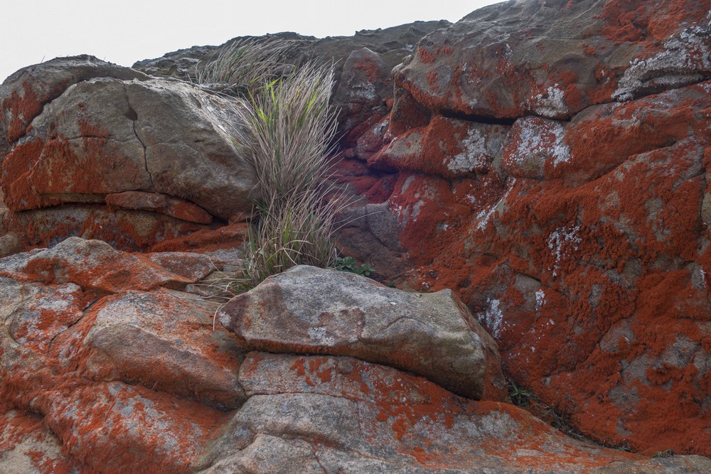 Lichens.<br />March 30, 2015 - Lighthouse, Point Reyes, California.