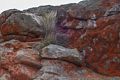 Lichens.<br />March 30, 2015 - Lighthouse, Point Reyes, California.