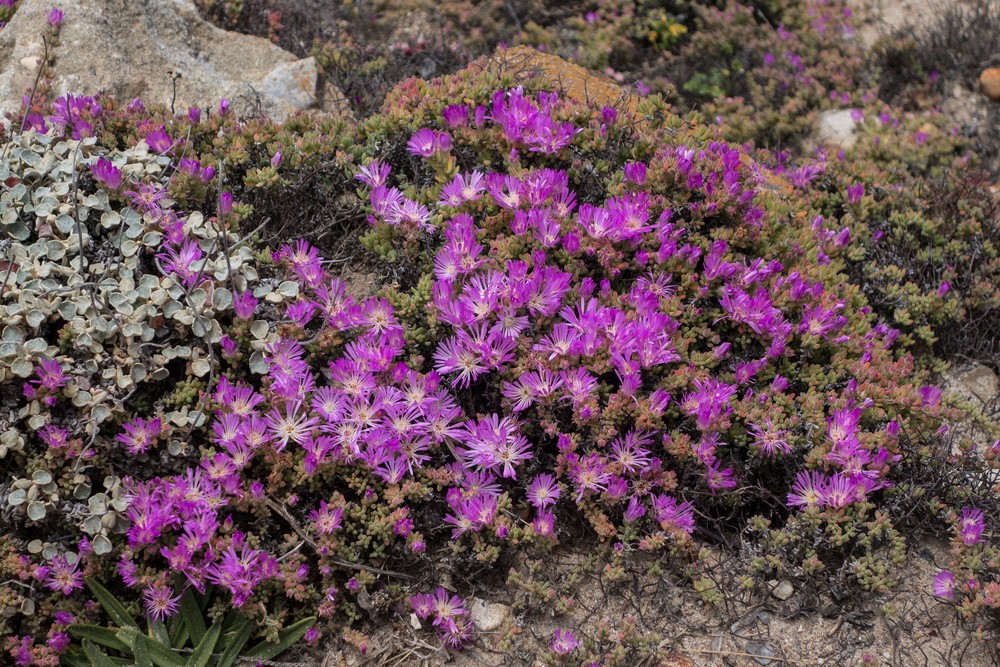 Flowers.<br />March 30, 2015 - Lighthouse area of Point Reyes, California.