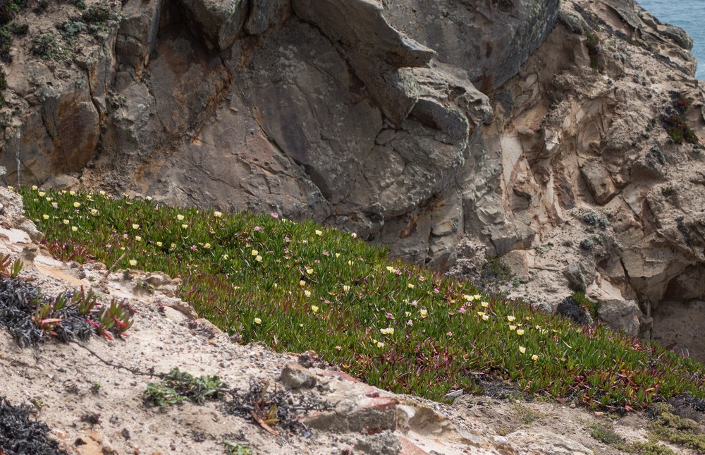 Flowers and rock.<br />March 30, 2015 - Lighthouse area of Point Reyes, California.
