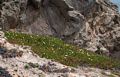 Flowers and rock.<br />March 30, 2015 - Lighthouse area of Point Reyes, California.