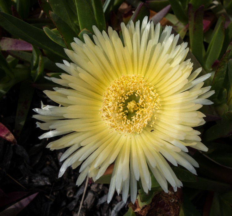 Seaside flower.<br />March 30, 2015 - Lighthouse area of Point Reyes, California.