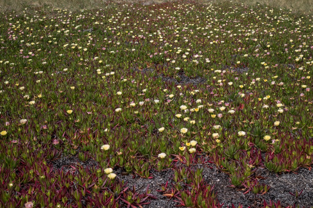 Flowers.<br />March 30, 2015 - Lighthouse area of Point Reyes, California.