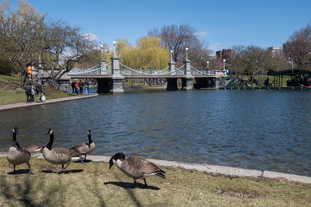 Bridge over the Lagoon.<br />April 19, 2015 - Public Garden, Boston, Massachusetts.