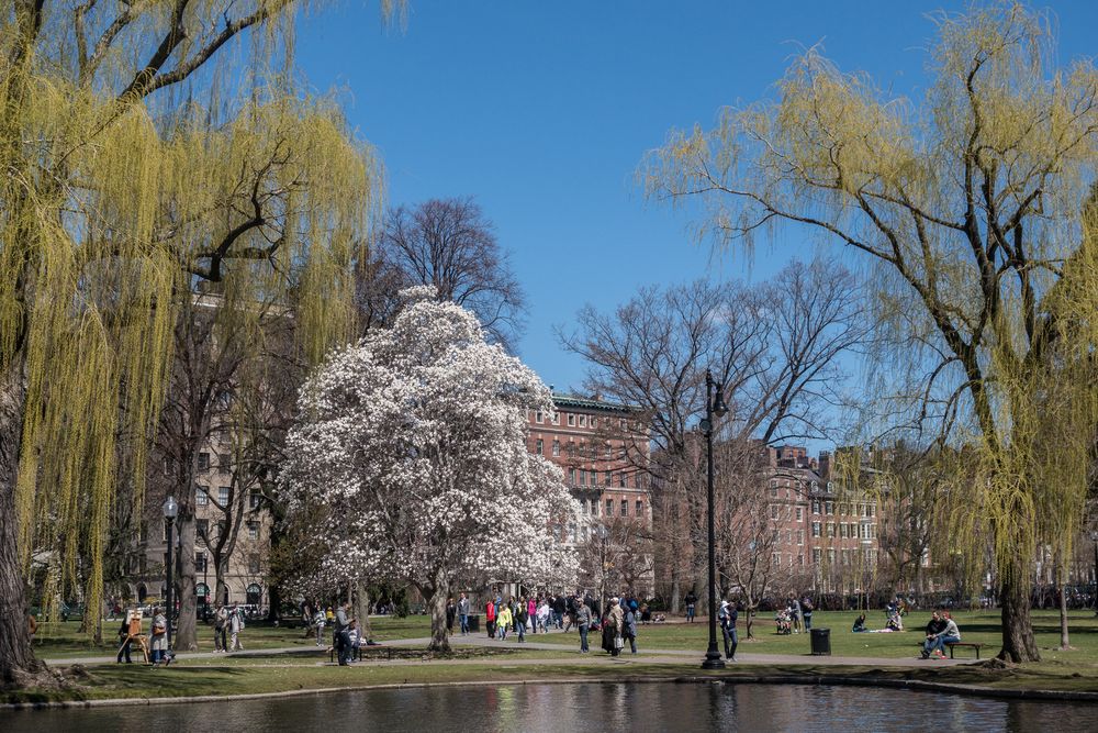 View from the Lagoon.<br />April 19, 2015 - Public Garden, Boston, Massachusetts.
