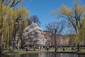 View from the Lagoon.<br />April 19, 2015 - Public Garden, Boston, Massachusetts.