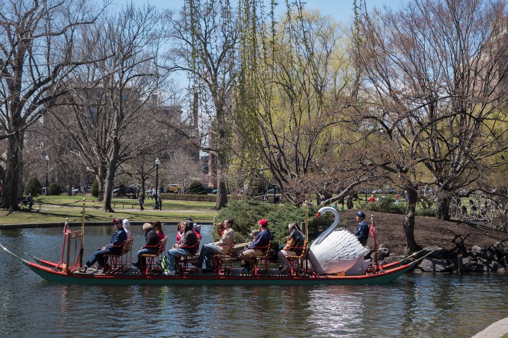 Swan boat on the Lagoon.<br />April 19, 2015 - Public Garden, Boston, Massachusetts.