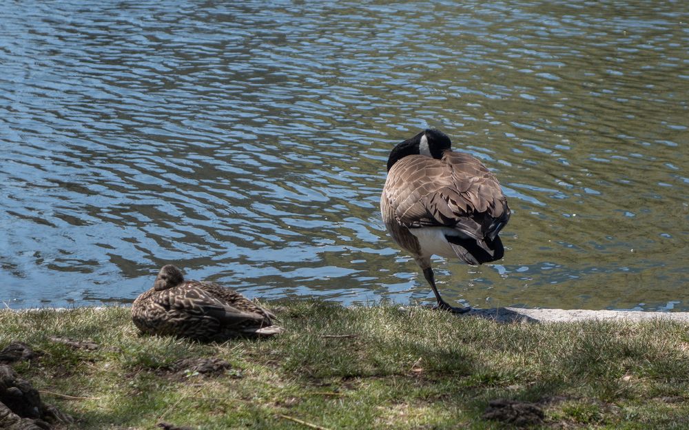 Duck and goose resting at the Lagoon.<br />April 19, 2015 - Public Garden, Boston, Massachusetts.