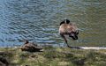 Duck and goose resting at the Lagoon.<br />April 19, 2015 - Public Garden, Boston, Massachusetts.