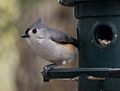 Tufted titmouse.<br />May 1, 2015 - At home in Merrimac, Massachusetts.