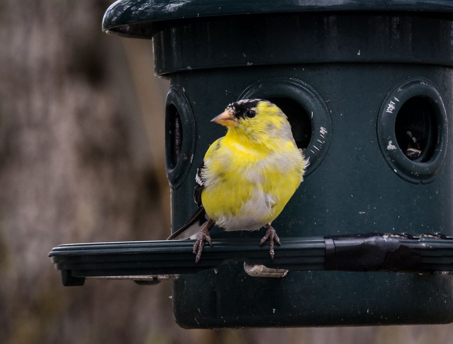 Goldfinch.<br />May 1, 2015 - At home in Merrimac, Massachusetts.