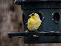 Goldfinch.<br />May 1, 2015 - At home in Merrimac, Massachusetts.